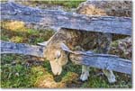 Sheep_Williamsburg_2025May_R5C00186