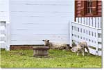Sheep_Williamsburg_2025May_R5C01308