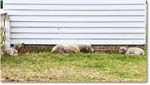 Sheep_Williamsburg_2025May_R5C01310