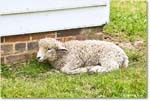 Sheep_Williamsburg_2025May_R5C01314