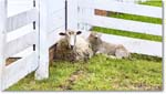 Sheep_Williamsburg_2025May_R5C01315