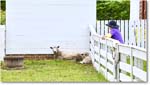 Sheep_Williamsburg_2025May_R5C01316