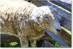 Sheep_Williamsburg_2025May_R5C01379