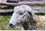 Sheep_Williamsburg_2025May_R5C01385
