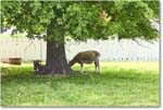 Sheep_Williamsburg_2025May_R5C02916