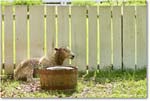Sheep_Williamsburg_2025May_R5C02921