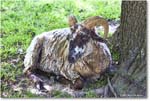 Sheep_Williamsburg_2025May_R5C02927