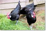 SpanishWhiteFaceChicken_Williamsburg_2025May_R5C03066