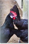 SpanishWhiteFaceChicken_Williamsburg_2025May_R5C03067