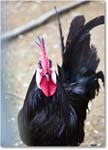 SpanishWhiteFaceChicken_Williamsburg_2025May_R5C03069