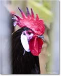 SpanishWhiteFaceChicken_Williamsburg_2025May_R5C03078