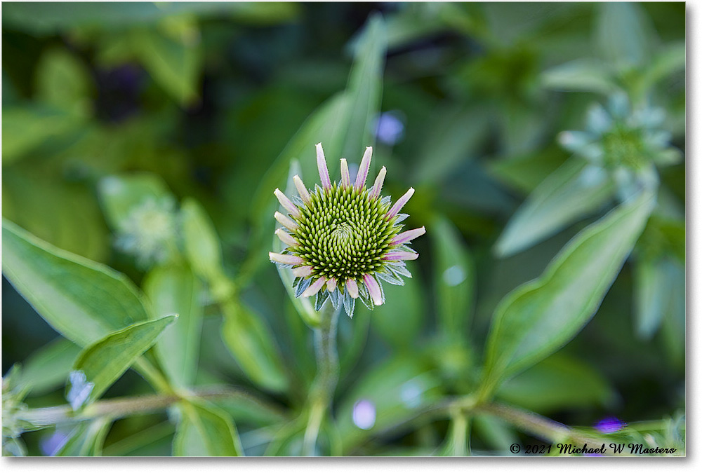 GeorgeReidGarden_Williamsburg_2021Jul_R5B03976-TS