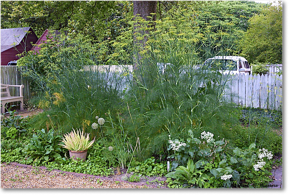 Pasteur&GaltApothecaryGarden_Williamsburg_2021Jul_R5B04097