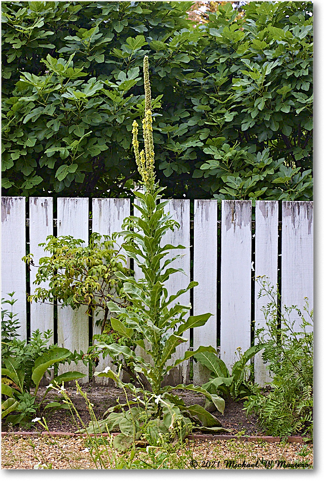 Pasteur&GaltApothecaryGarden_Williamsburg_2021Jul_R5B04098