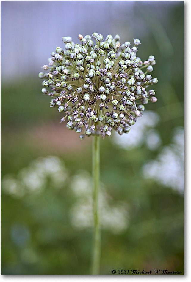 Pasteur&GaltApothecaryGarden_Williamsburg_2021Jul_R5B04099