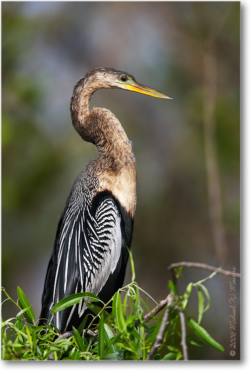 Anhinga-Female-E0K5383