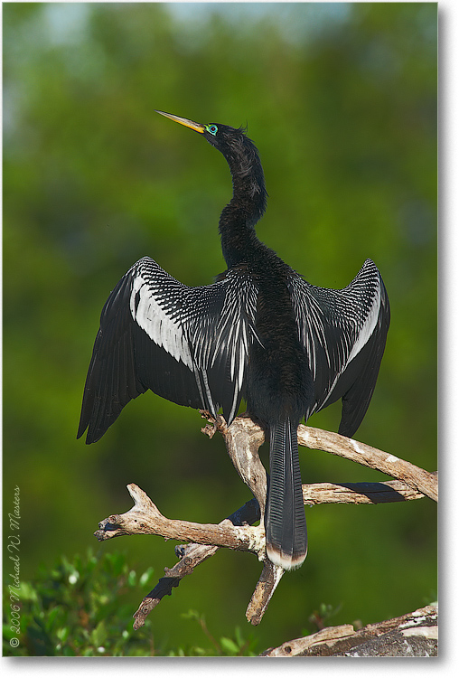 Anhinga-Male-Wingspread_E0K6783