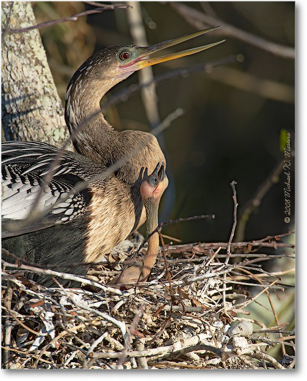 AnhingaBaby_AnhingaTrailFL_08Jan_1Ds2_E0K8592