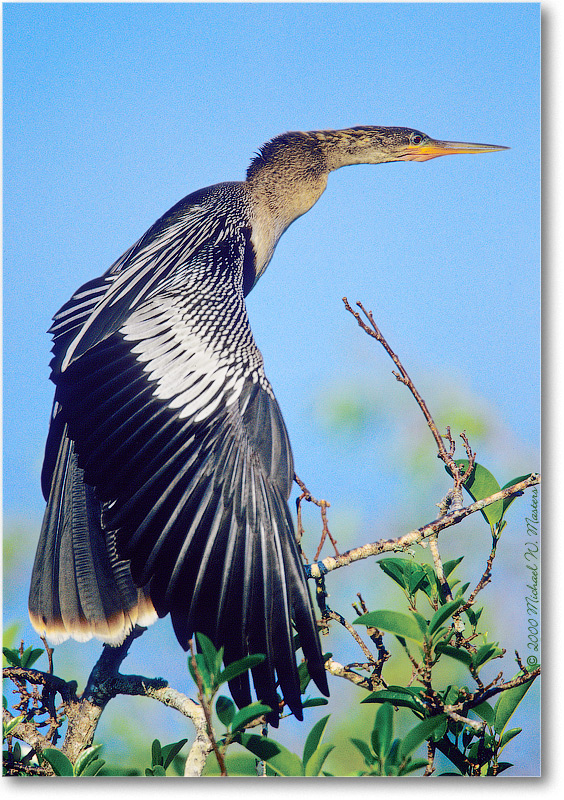 AnhingaFemale-SharkValley-2000Mar-25V7