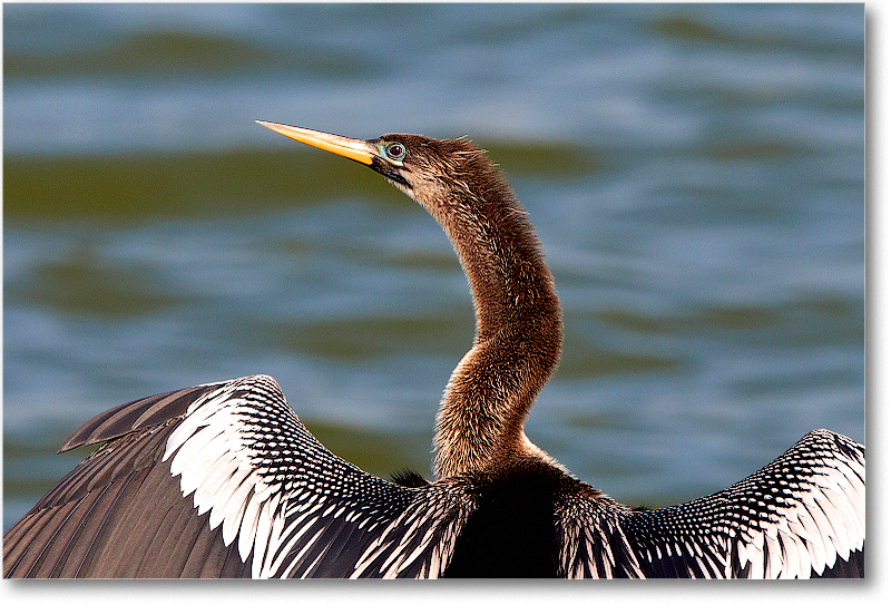 AnhingaFemale-VieraWetlandsFL-2011Feb_D4A1801