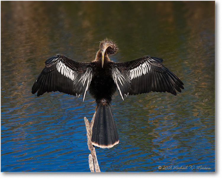 AnhingaFemale_AnhingaTrailFL_08Jan_1D3_08JA1907(BGblur)