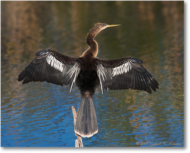 AnhingaFemale_AnhingaTrailFL_08Jan_1D3_08JA1913BGblur)