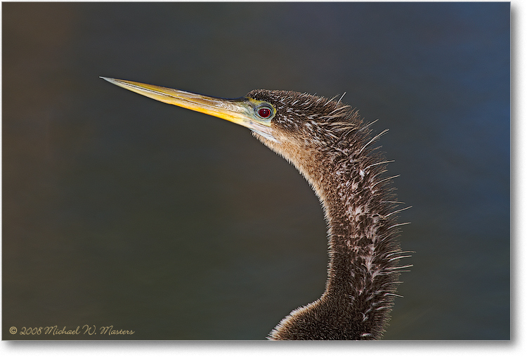 AnhingaFemale_AnhingaTrailFL_08Jan_1Ds2_E0K8551