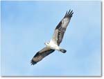 Osprey-CentralFL-2011Feb_D4A2782