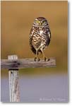 Burrowing-Owl-Cross-E0K6645