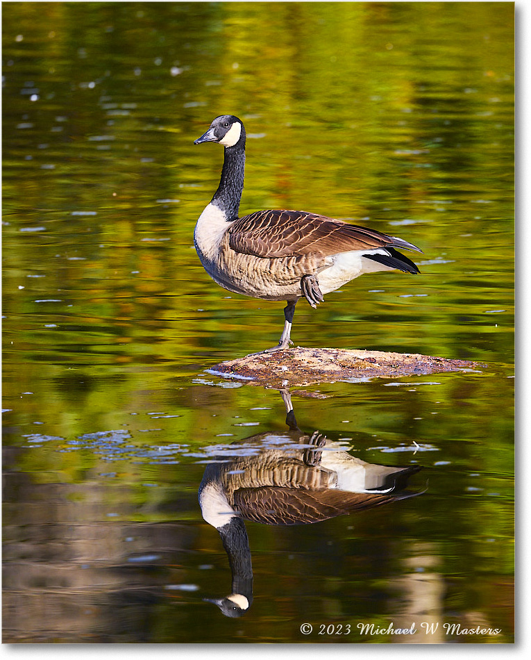 CanadaGoose_RappahannockRiver_2023Oct_R5A21555