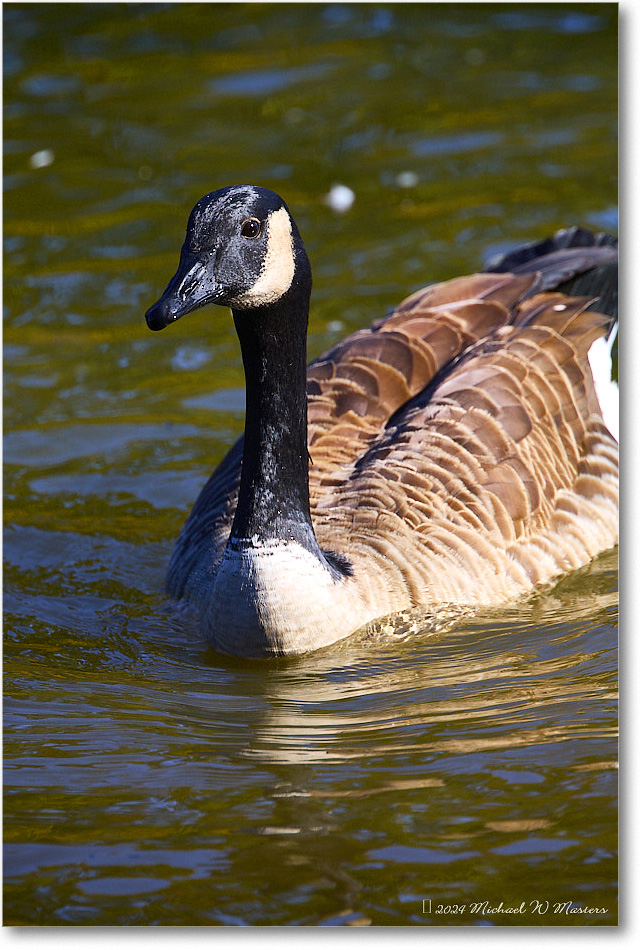 CanadaGoose_RappahannockRiver_2024Oct_R5C01561