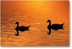 Goose-Two-Silhouette-008-27H 0206
