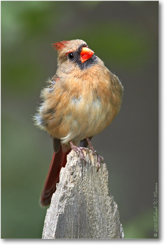 CardinalFemale_Virginia_2010May_D4A0606