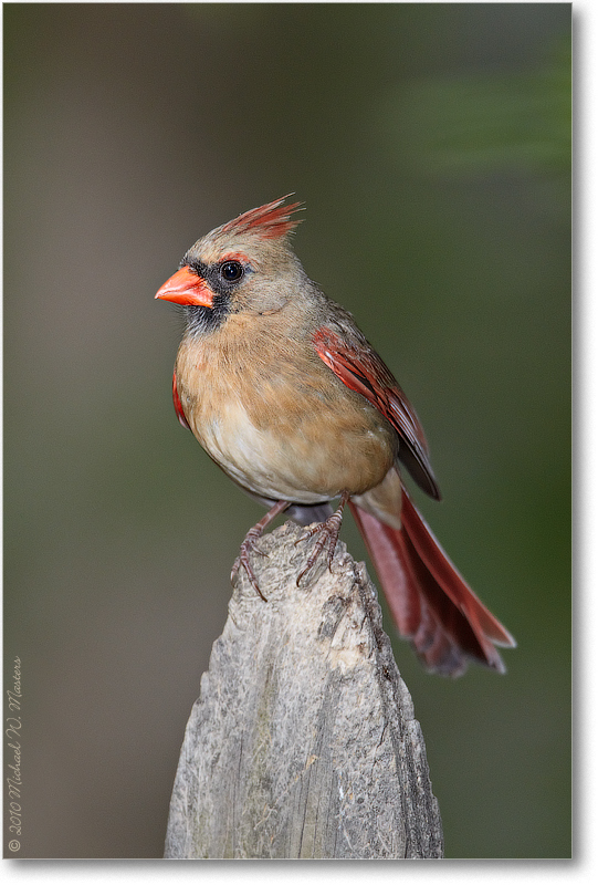 CardinalFemale_Virginia_2010May_D4A0642