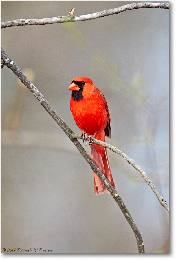 CardinalMale-Virginia-2014Spring-1DXA0219