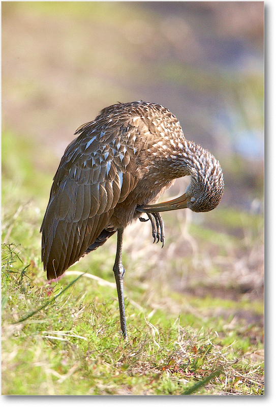 Limpkin-VieraWetlandsFL-2011Feb_S3A5722