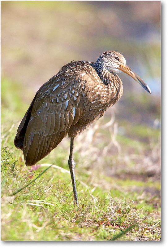 Limpkin-VieraWetlandsFL-2011Feb_S3A5726