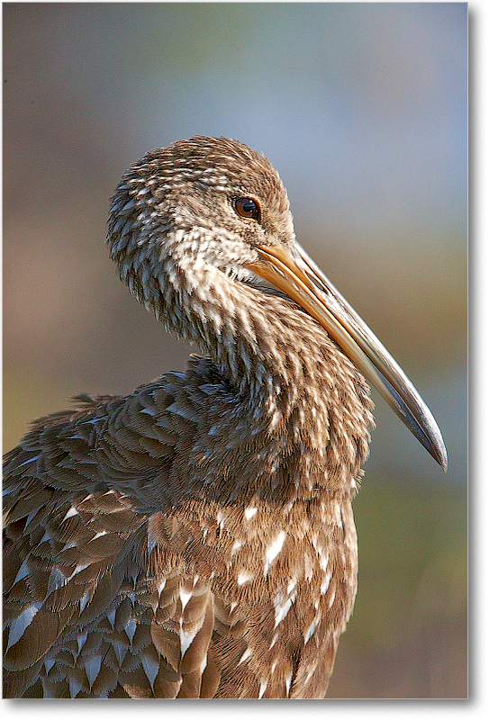 Limpkin-VieraWetlandsFL-2011Feb_S3A5793