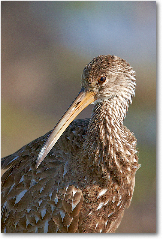 Limpkin-VieraWetlandsFL-2011Feb_S3A5800