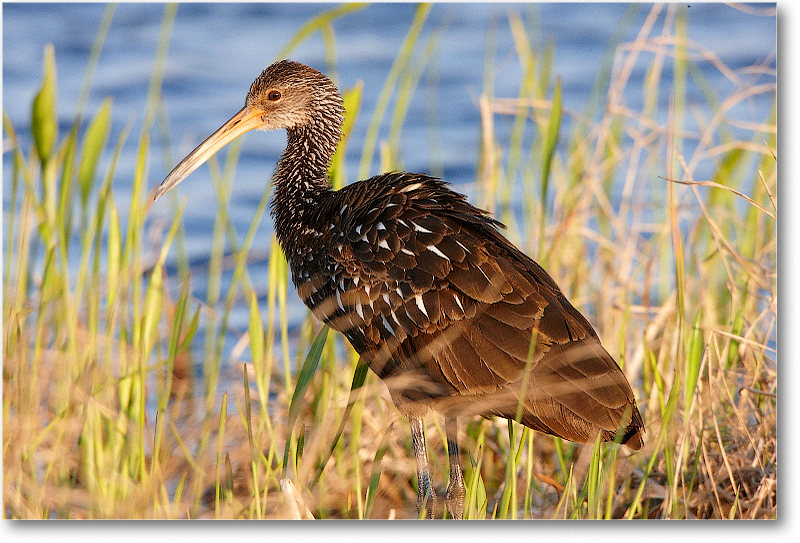 Limpkin-VieraWetlandsFL-2011Feb_S3A6277