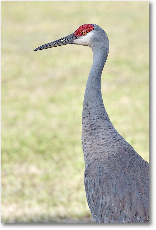 SandhillCrane-JoeOverstreetRdFL-2011Feb_D4A1871