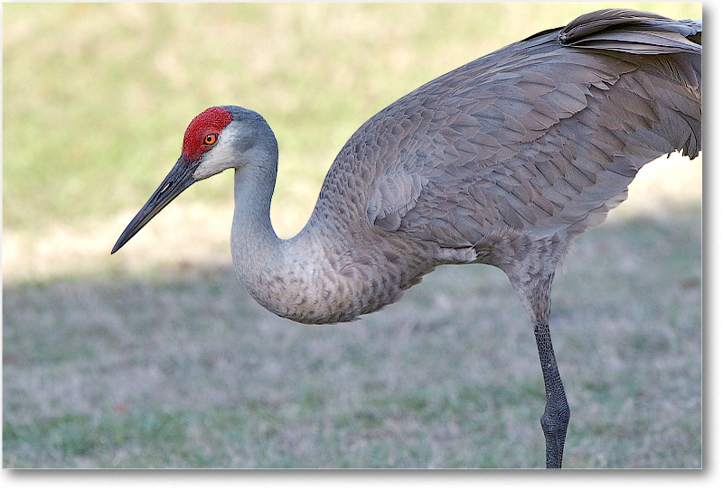 SandhillCrane-JoeOverstreetRdFL-2011Feb_D4A1896