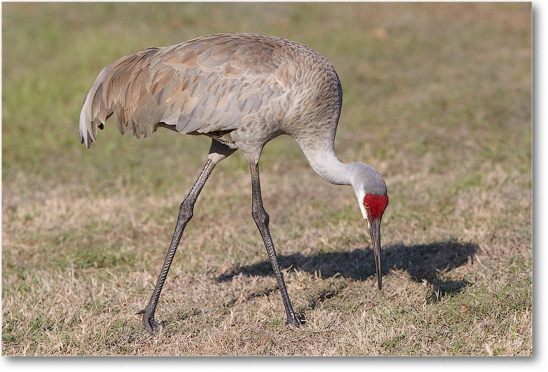 SandhillCrane-JoeOverstreetRdFL-2011Feb_D4A1919