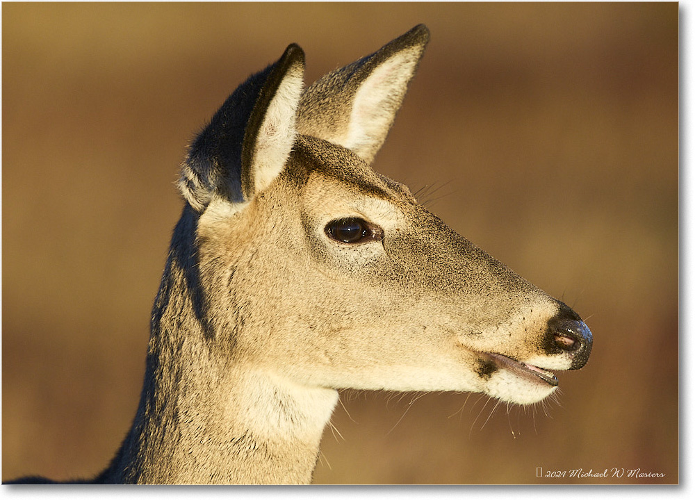 DeerDoe_BigMeadows_2024Oct_R5C01232