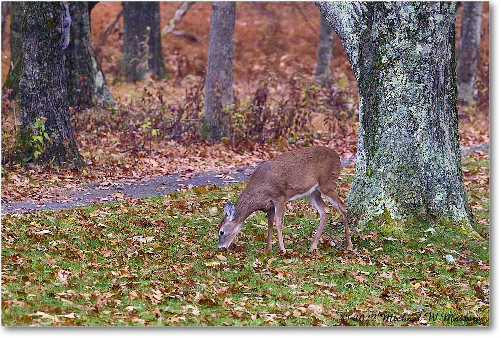 Deer_BigMeadows_2022Oct_R5B09375 copy