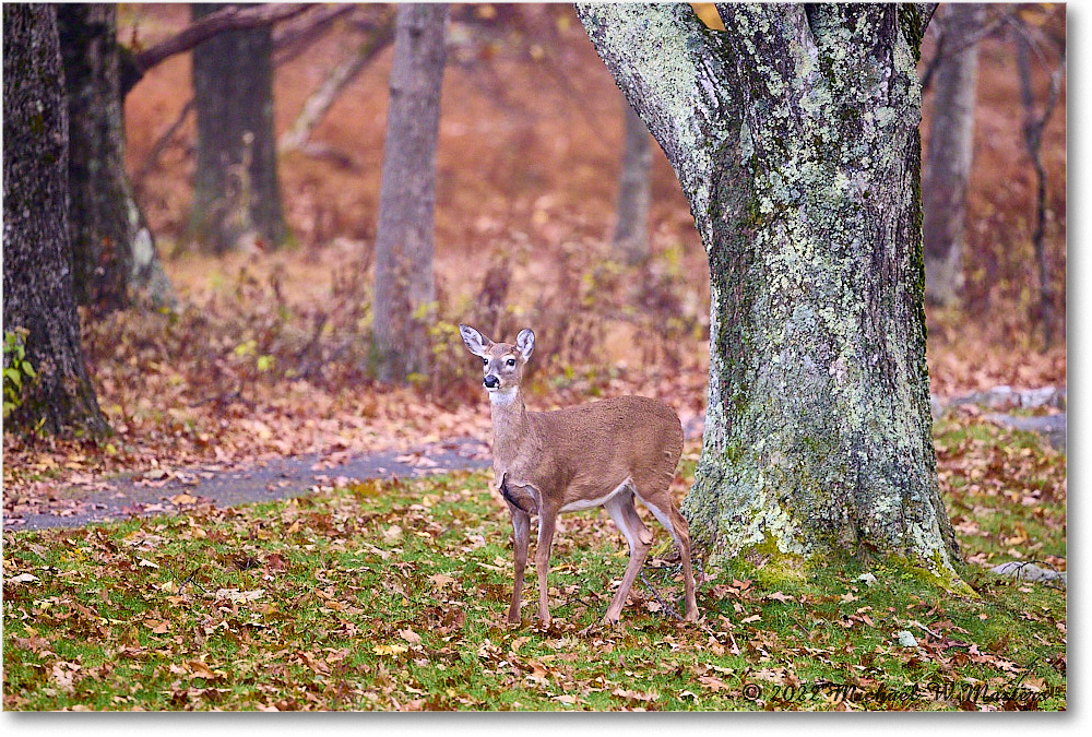 Deer_BigMeadows_2022Oct_R5B09393 copy