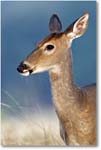 DeerWhitetail-BigMeadows-E0K1561n