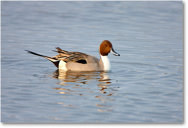 NorthernPintail_MerrittNWR-2011Feb_S3A4576 copy