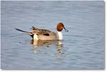 NorthernPintail_MerrittNWR-2011Feb_S3A4576 copy