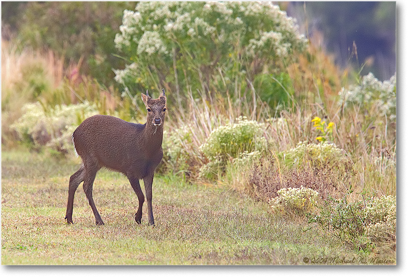 SikaDeer_ChincoNWR_2004Oct_Y2F1286